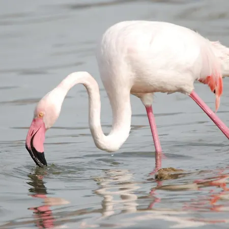 Fede & Francy Appartement *